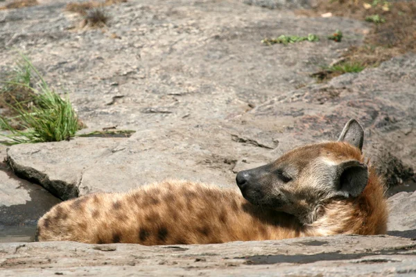Hyena - serengeti, Afrika — Stockfoto