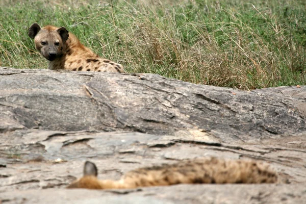 Sırtlan - serengeti, Afrika — Stok fotoğraf