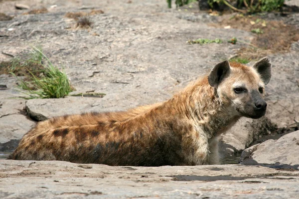 Hyäne - serengeti, afrika — Stockfoto