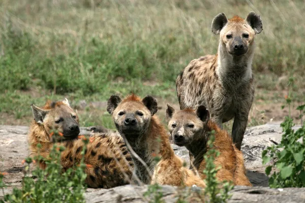 Hiena - serengeti, Afryka — Zdjęcie stockowe