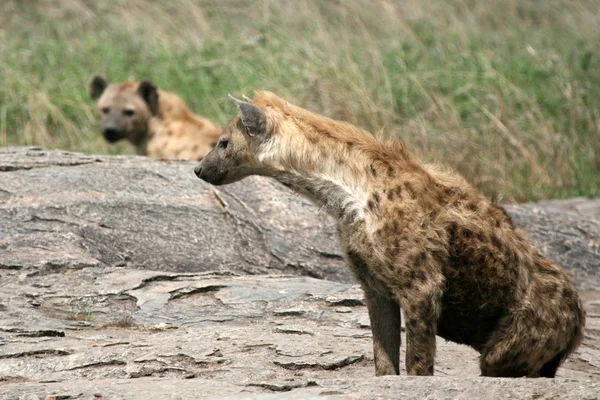 Hyena - Serengeti, África — Fotografia de Stock
