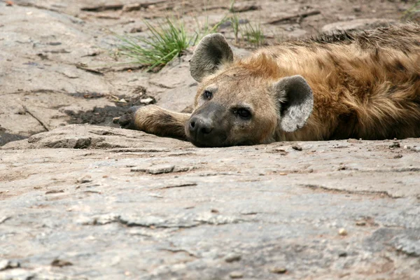 Hyena - serengeti, Afrika — Stock fotografie