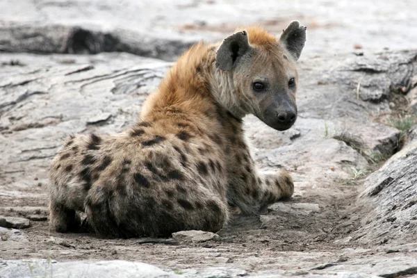 Hyena - Serengeti, Africa — Foto Stock