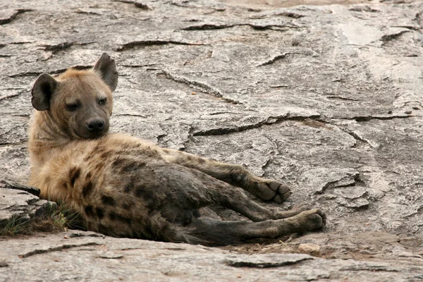 Hyena - Serengeti, Afrique — Photo