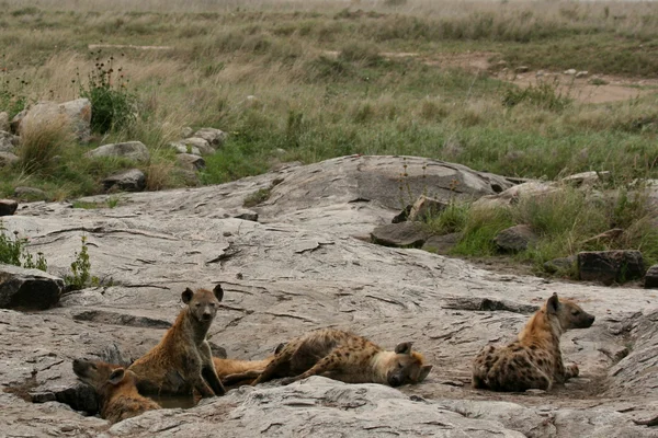 Hiena - Serengeti, África — Foto de Stock