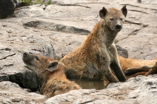 Hiena - serengeti, Afryka — Zdjęcie stockowe