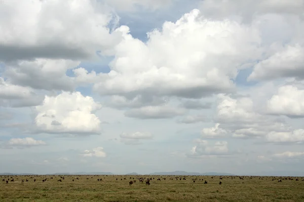 Wildebeest - Serenhabi Safari, Танзания, Африка — стоковое фото