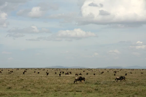 牛羚-塞伦盖蒂野生动物园，坦桑尼亚非洲 — 图库照片