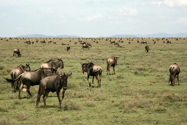 PAKŮŇ - Afrika safari, Tanzanie, serengeti — Stock fotografie