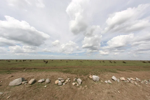 Wildebeest - Serengeti Safari, Tanzania, Africa — Stock Photo, Image
