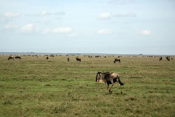 ヌー - セレンゲティ サファリ、タンザニア、アフリカ — ストック写真