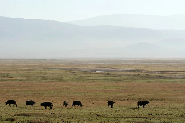 Buffalo - ngorongoro crater, Tanzanie, Afrika — Stock fotografie