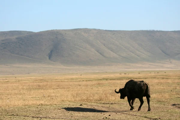 Buffalo - cratère de Ngorongoro, Tanzanie, Afrique — Photo