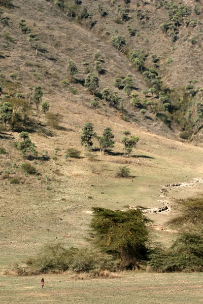 Ngorongoro kráter, Tanzánia, Afrika — Stock Fotó