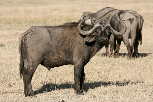 Buffalo - Cratera Ngorongoro, Tanzânia, África — Fotografia de Stock