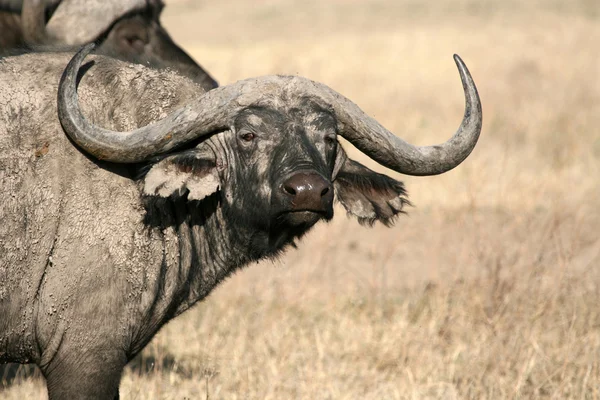 Buffalo - ngorongoro krater, tanzania, Afrika — Stockfoto