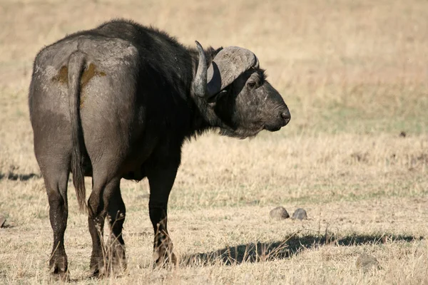 Büffel - ngorongoro krater, tansania, afrika — Stockfoto