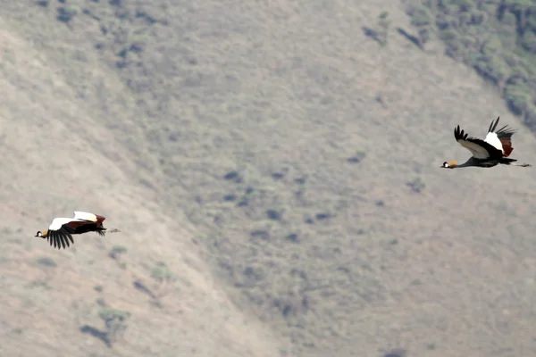 冠的鹤飞-恩火山口，坦桑尼亚非洲 — 图库照片