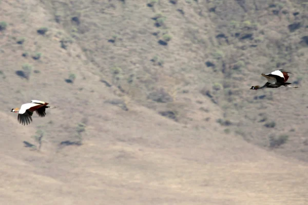 冠的鹤飞-恩火山口，坦桑尼亚非洲 — 图库照片