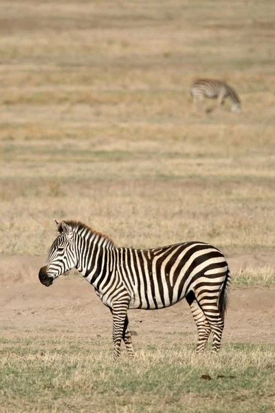 Zebra - Cratera de Ngorongoro, Tanzânia, África — Fotografia de Stock