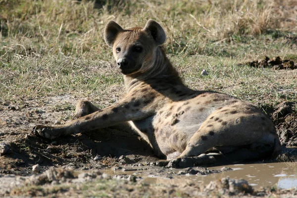 Hiena - Cráter de Ngorongoro, Tanzania, África —  Fotos de Stock