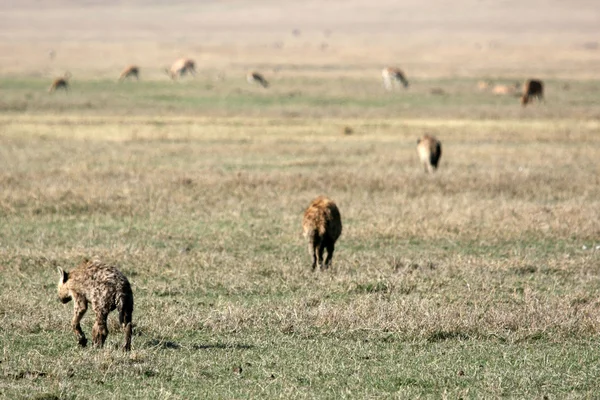Hyena - ngorongoro krater, tanzania, Afrika — Stockfoto