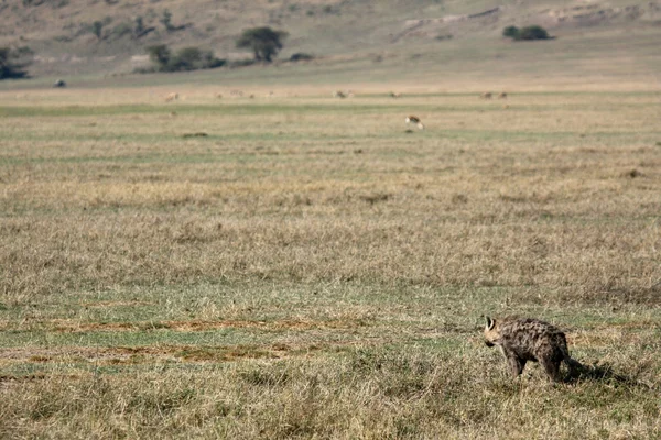 Hiena - Cráter de Ngorongoro, Tanzania, África —  Fotos de Stock