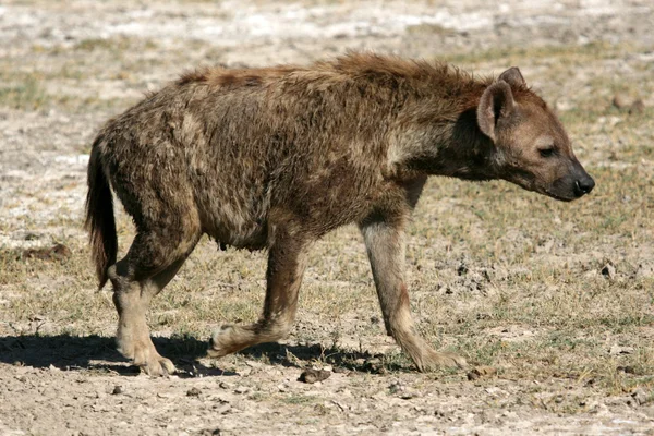 Hyena - Cratere Ngorongoro, Tanzania, Africa — Foto Stock