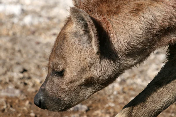 鬣狗-恩火山口，坦桑尼亚非洲 — 图库照片