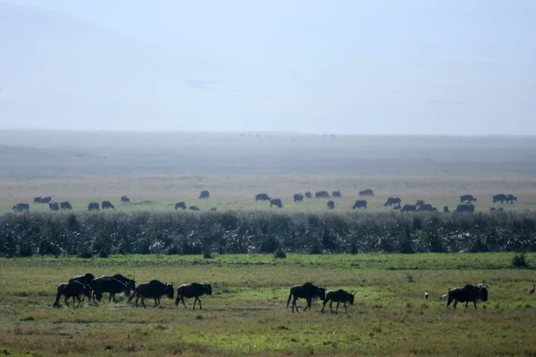 Buffalo besättning - ngorongoro crater, tanzania, Afrika — Stockfoto