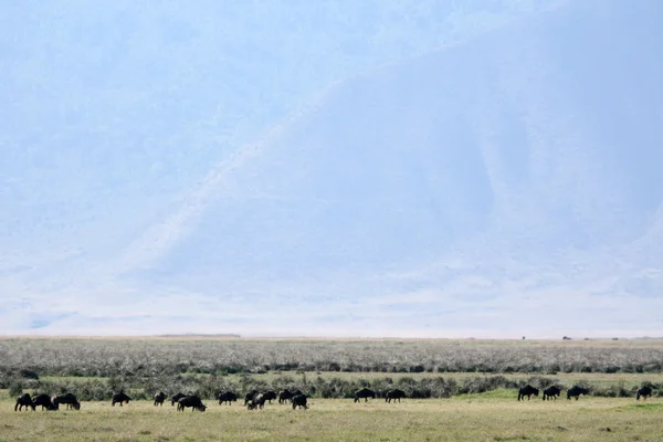Buvolí stádo - ngorongoro crater, Tanzanie, Afrika — Stock fotografie