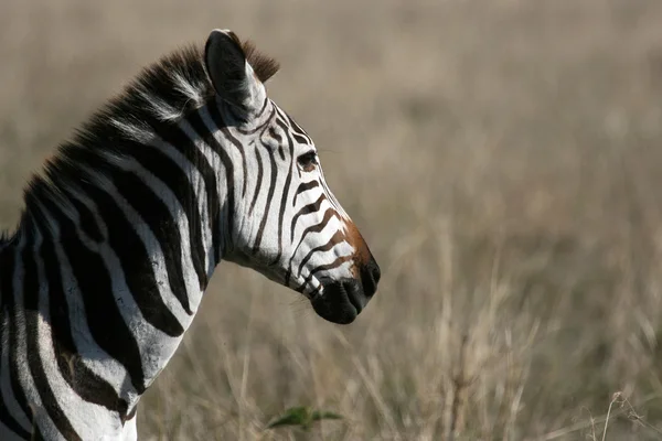 Zebra - ngorongoro crater, Tanzanie, Afrika — Stock fotografie
