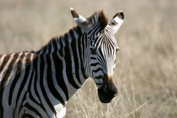 Zebra - ngorongoro crater, tanzania, Afryka — Zdjęcie stockowe