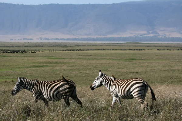 Zebra - ngorongoro crater, Tanzanie, Afrika — Stock fotografie