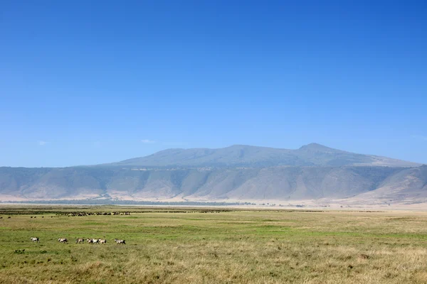 Ngorongoro crater, Tanzanie, Afrika — Stock fotografie