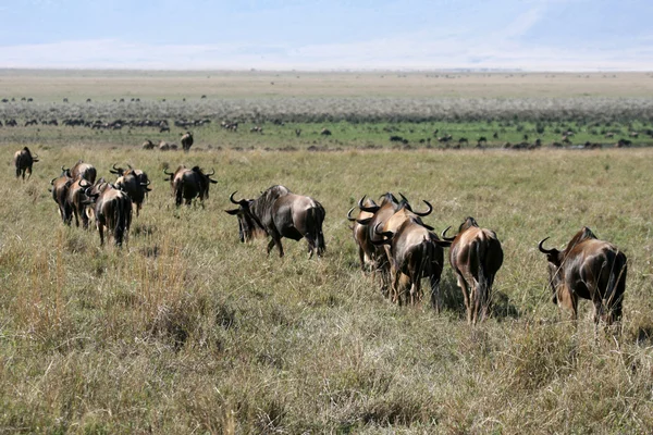 GNÚ - Ngorongoro kráter, Tanzánia, Afrika — Stock Fotó