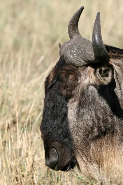 Wildebeest ปากปล่องภูเขาอิงกัวโร, แทนซาเนีย, แอฟริกา — ภาพถ่ายสต็อก