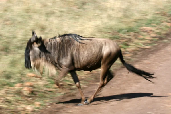 GNU - ngorongoro crater, tanzania, Afrika — Stockfoto