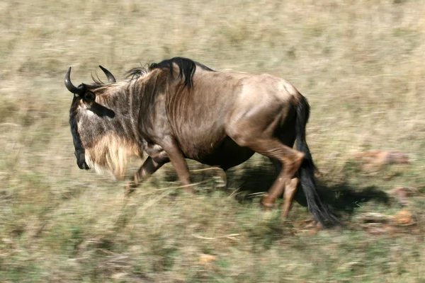 Wildebeest - Cráter de Ngorongoro, Tanzania, África — Foto de Stock