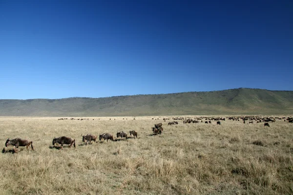 Gnoe - ngorongoro krater, tanzania, Afrika — Stockfoto