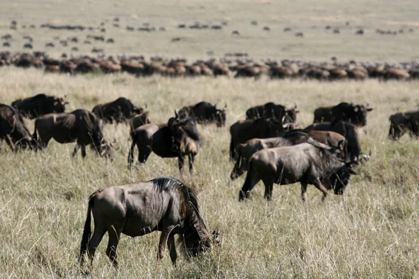 Gnus - Ngorongoro-Krater, Tansania, Afrika — Stockfoto