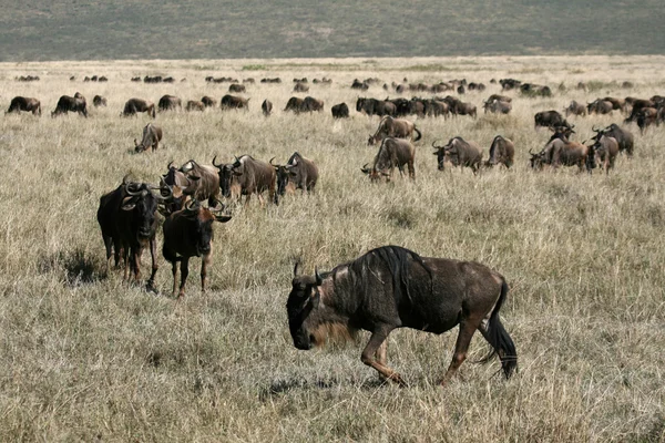 GNU - ngorongoro crater, tanzania, Afryka — Zdjęcie stockowe