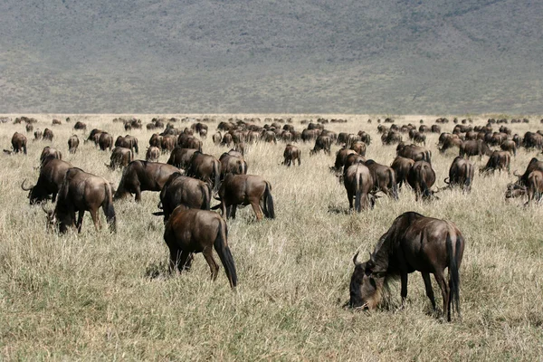 GNÚ - Ngorongoro kráter, Tanzánia, Afrika — Stock Fotó
