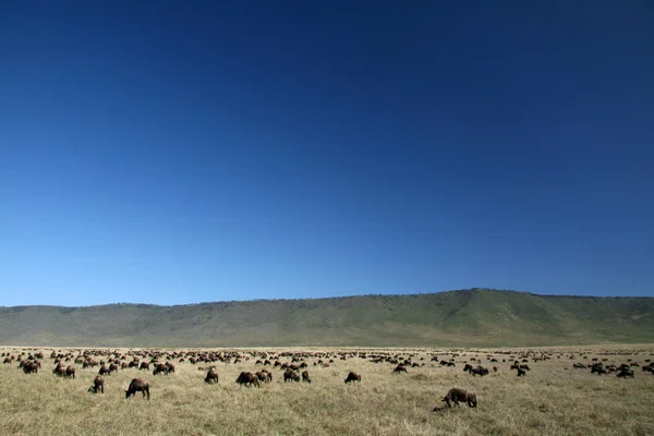Wildebeest - Ngorongoro Crater, Tanzania, Africa — Stock Photo, Image