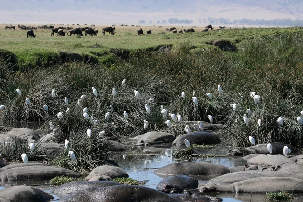 Trou d'eau - cratère de Ngorongoro, Tanzanie, Afrique — Photo