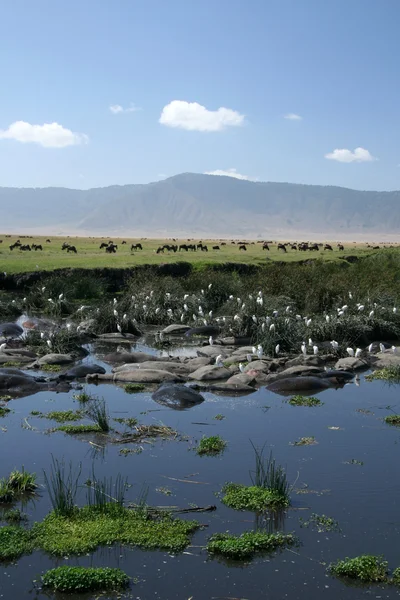 Water hole - ngorongoro krater, tanzania, Afrika — Stockfoto