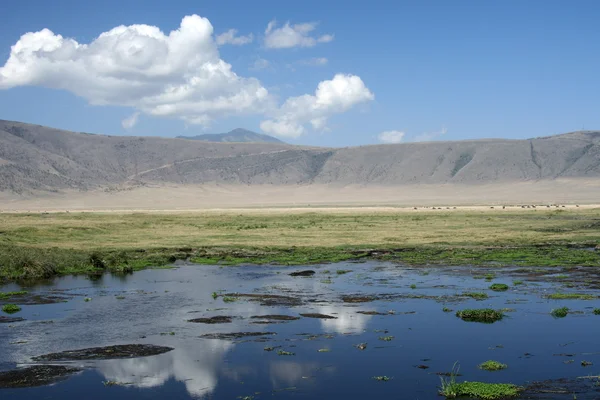 Foro di irrigazione - Cratere Ngorongoro, Tanzania, Africa — Foto Stock