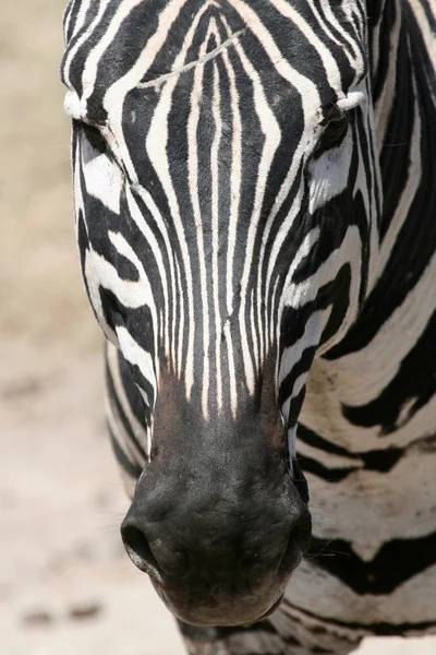 Zebra - ngorongoro crater, tanzania, Afryka — Zdjęcie stockowe