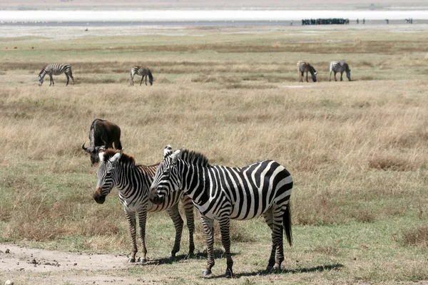 Zebra - Ngorongoro Crater, Tanzania, Africa — Stock Photo, Image