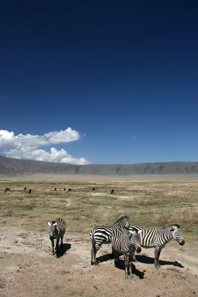 Zebra - Ngorongoro Crater, Tanzania, Africa — Stock Photo, Image
